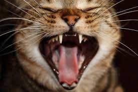 anger cat